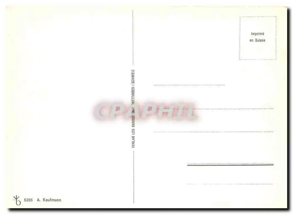 Flores botânicas — ilustração botânica — A. Kaufmann, n° 5356 - Verso