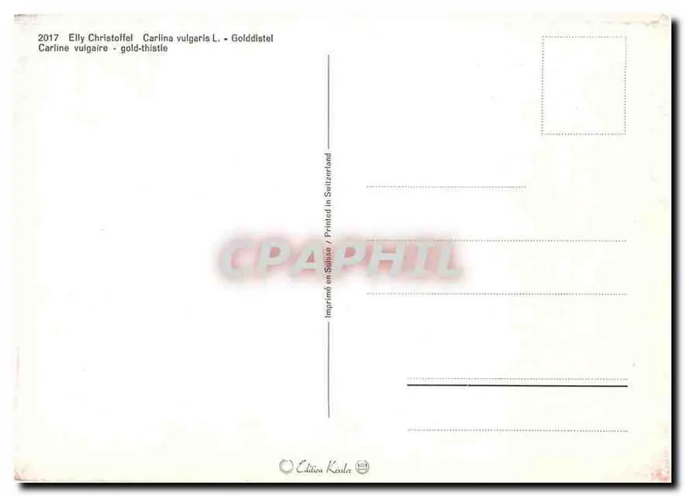 Flores amarelas — erva-de-vidro selvagem — Edição Käsla, Suíça - Verso