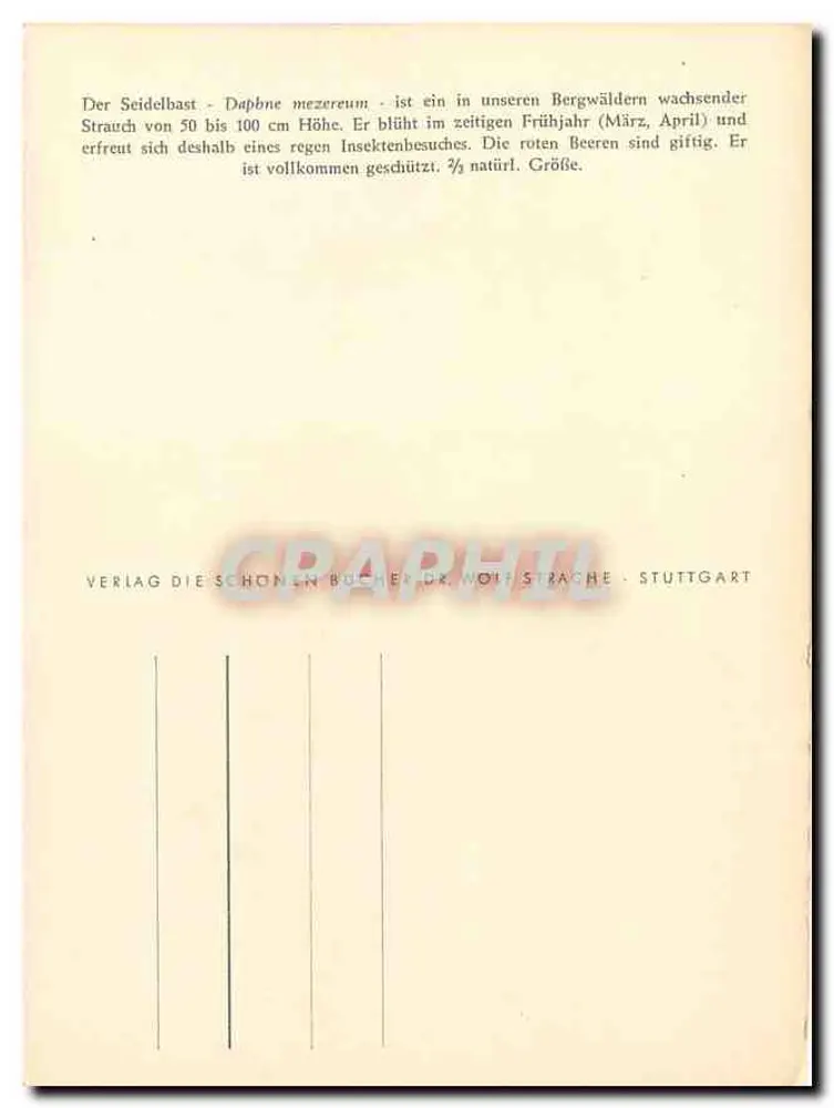 Daphne mezereum — flores e insetos — Ph. Goumer 1952 - Verso