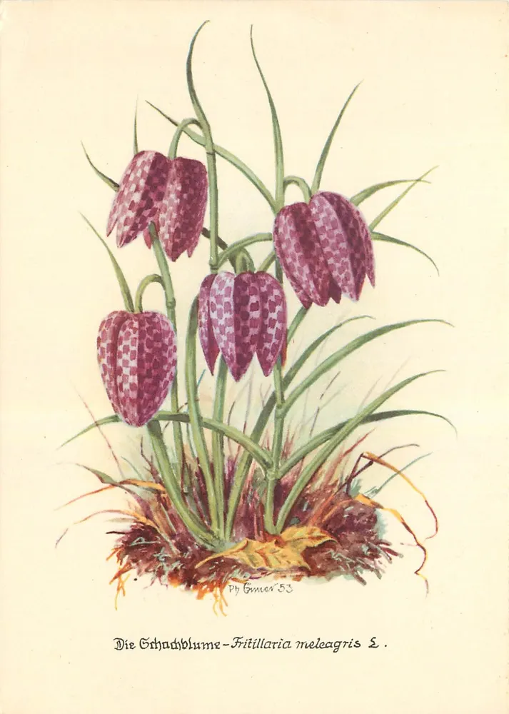 Schachblume - Fritillaria meleagris — ilustração botânica — Ph Gumer 53 - Frente