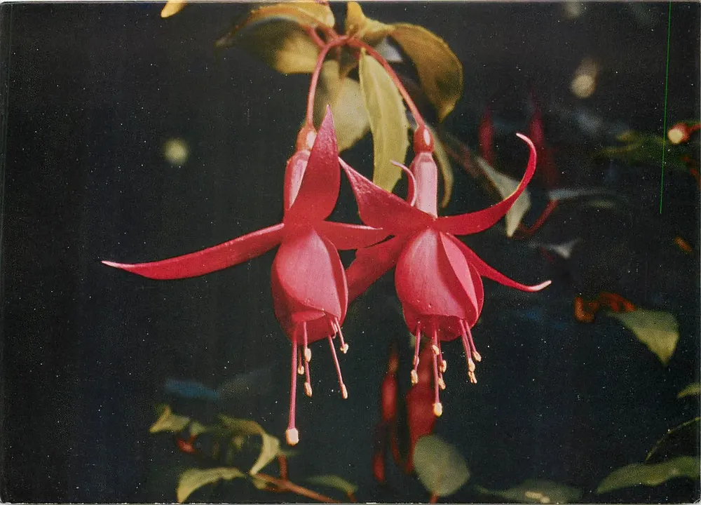 Fuchsias — fleurs rouges pendantes — Ediz. TILOPE - Locarno - Recto