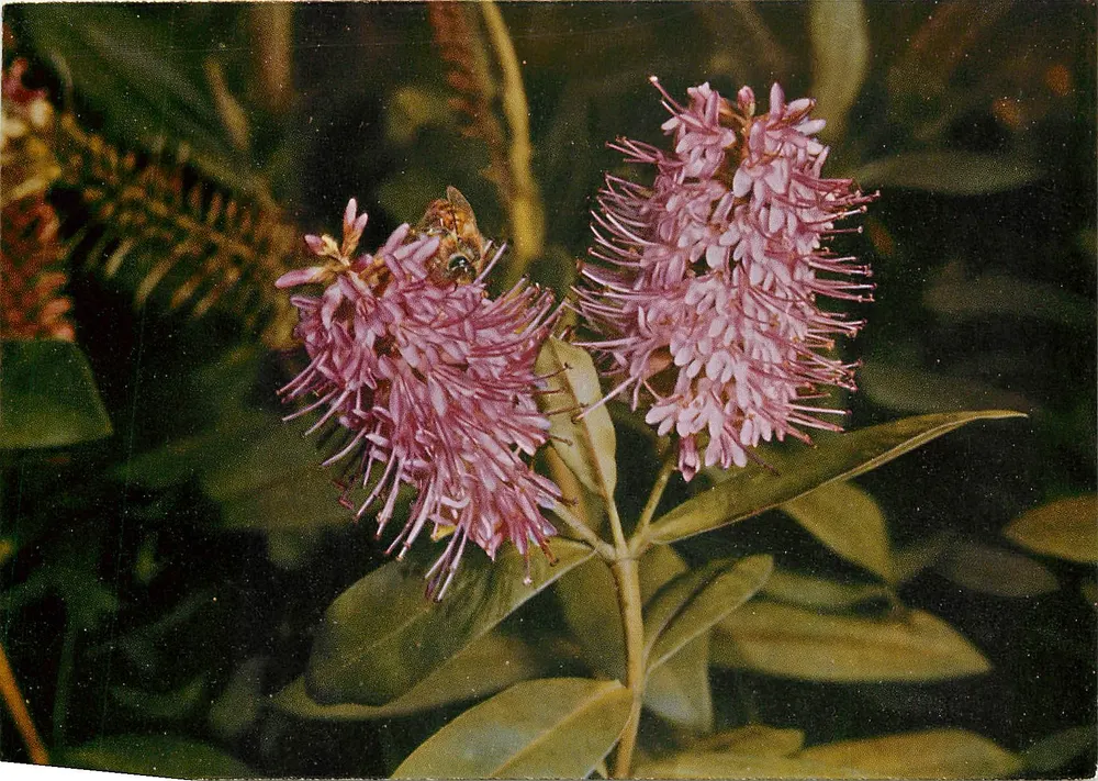 Veronica Ternata — flor rosa com abelha — Ediz. TILOPE - Locarno - Frente