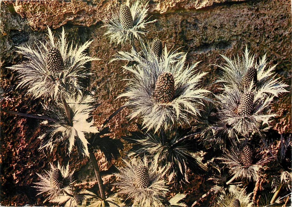 De blauwe duiwen — F. 30511 — Uitgave J. CELLARD - Voorkant