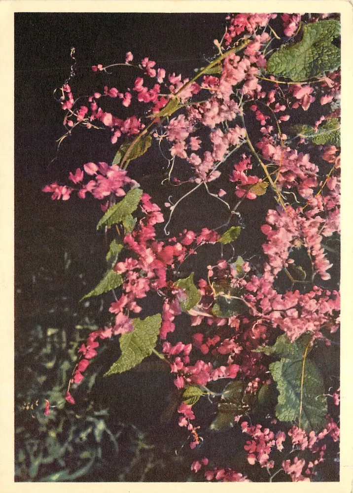 Antigonum leptopus - Liana corais — Extrato da FLORE DU SÉNÉGAL de J. Berhaut, Livraria Clairafrique, B.P. 2006, Dakar - Frente