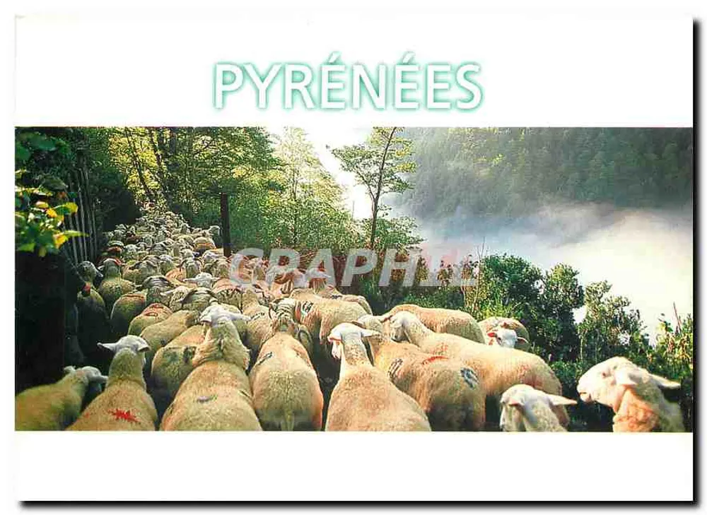 Transhumance — Pyrénées — Combier Editions - Vorderseite