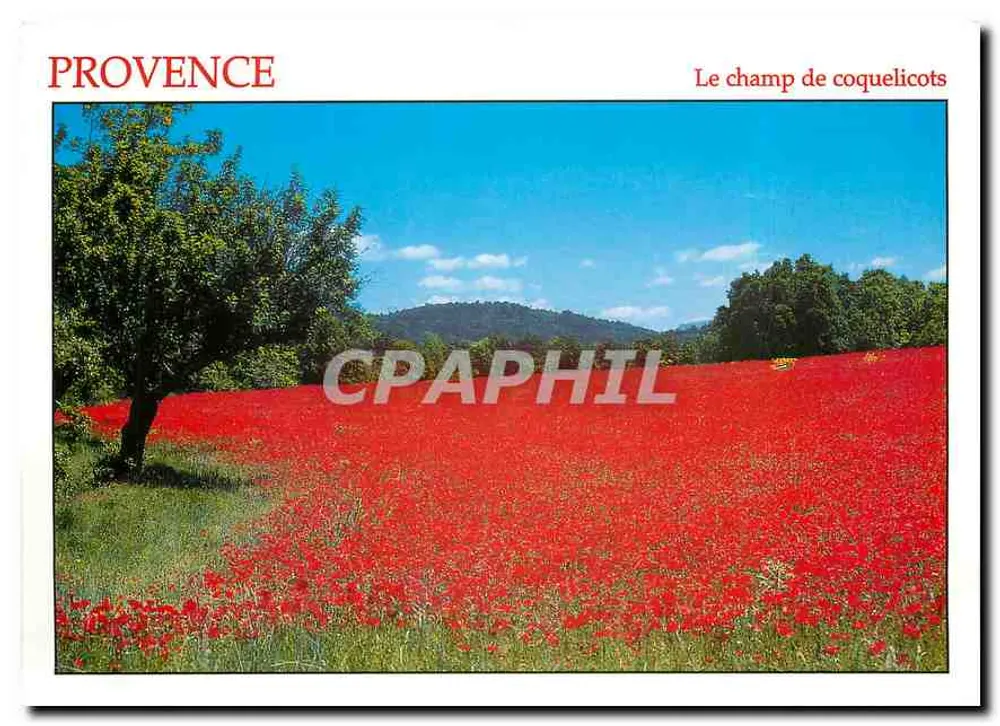 Provence — O campo de papoulas — n° PR 39 - Frente