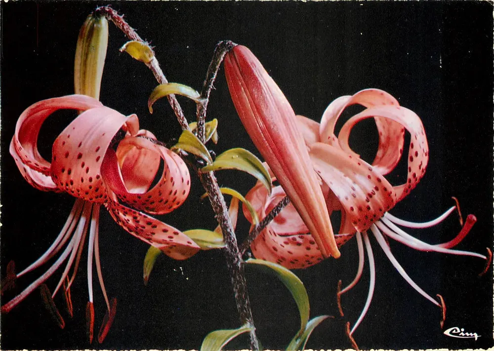 Lis Martagon — Lilium Martagon — Photo Marmounier - Recto