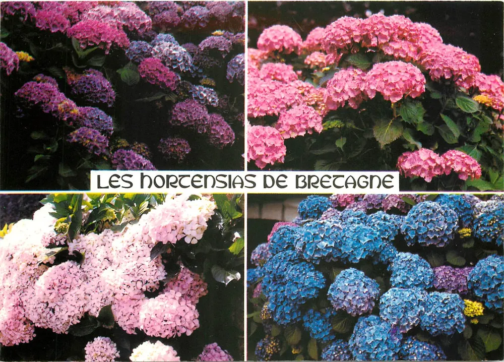 Os Hortênsias da Bretanha — A Bretanha em cores, série 1-5150 - Frente