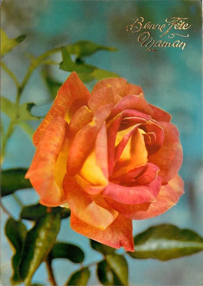 Rosas — Feliz Dia das Mães — editor não visível - Frente