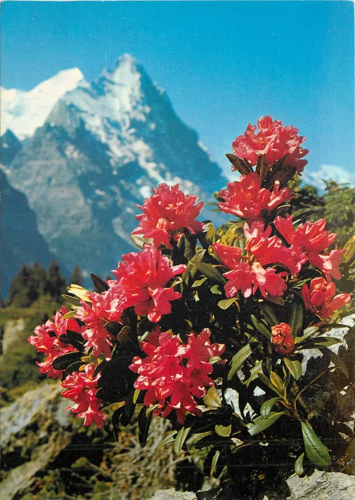 Rosa delle Alpi a foglie ruvide — Rosa delle Alpi a foglie ruvide — Maubourguet - Recto