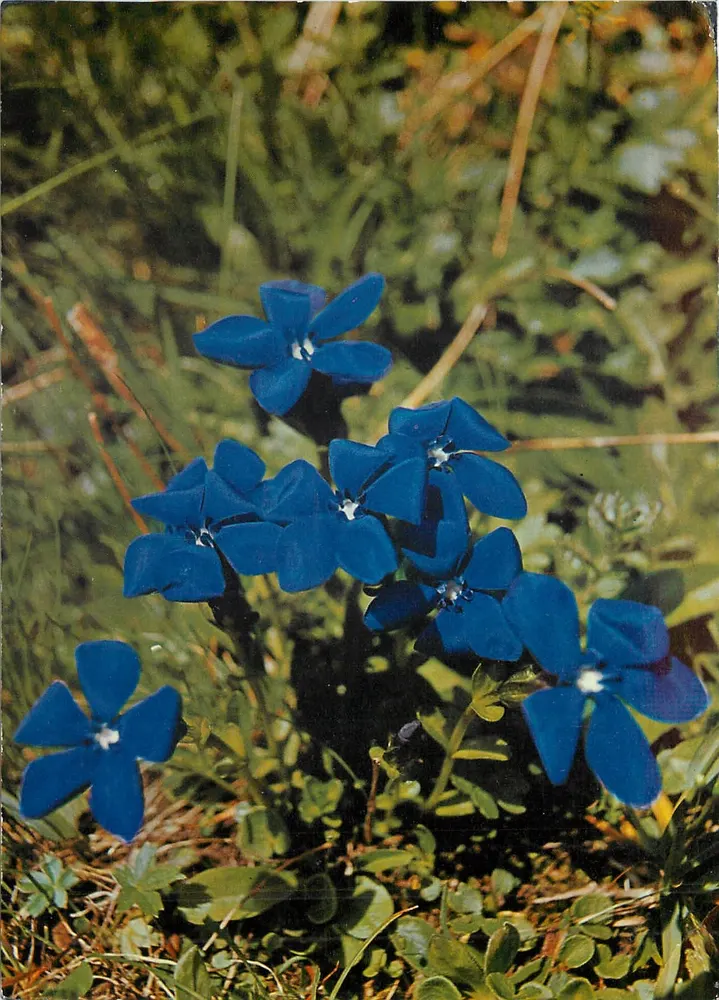 Gentiana di Baviera — Gentiana bavarese — edizione Deriaz Baulme, n° 381/15 - Recto