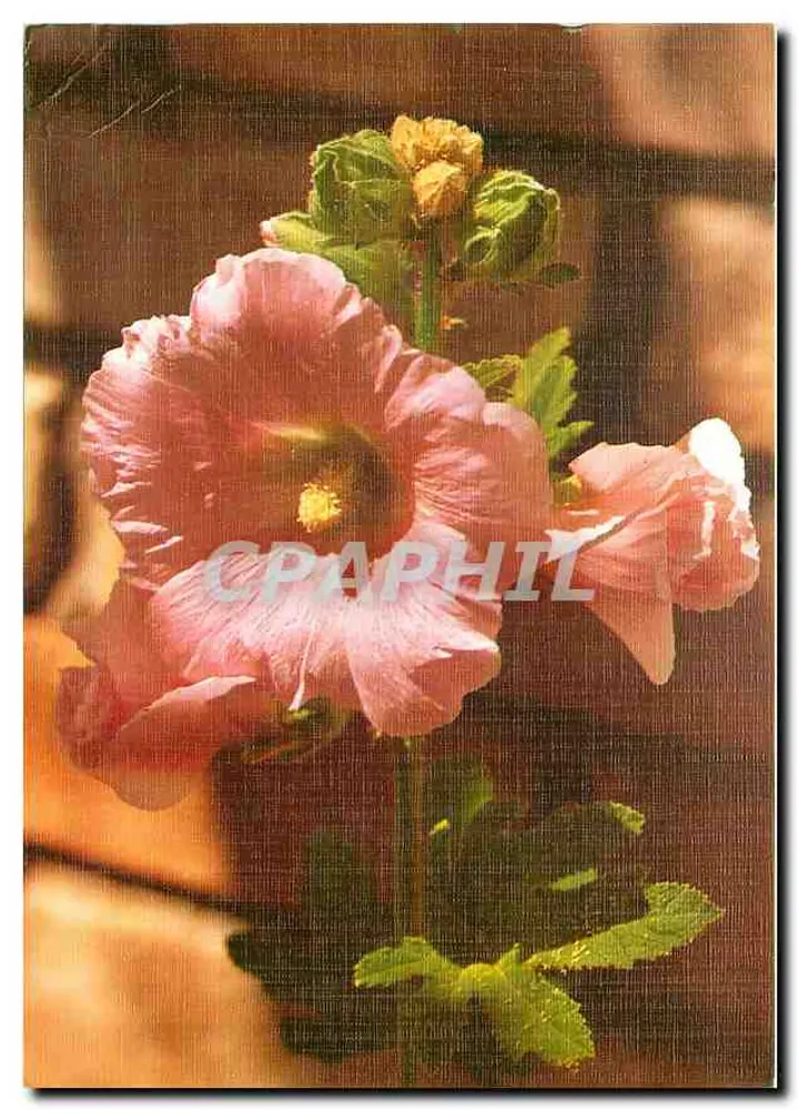 Hibisco rosa — flor em vaso - Frente