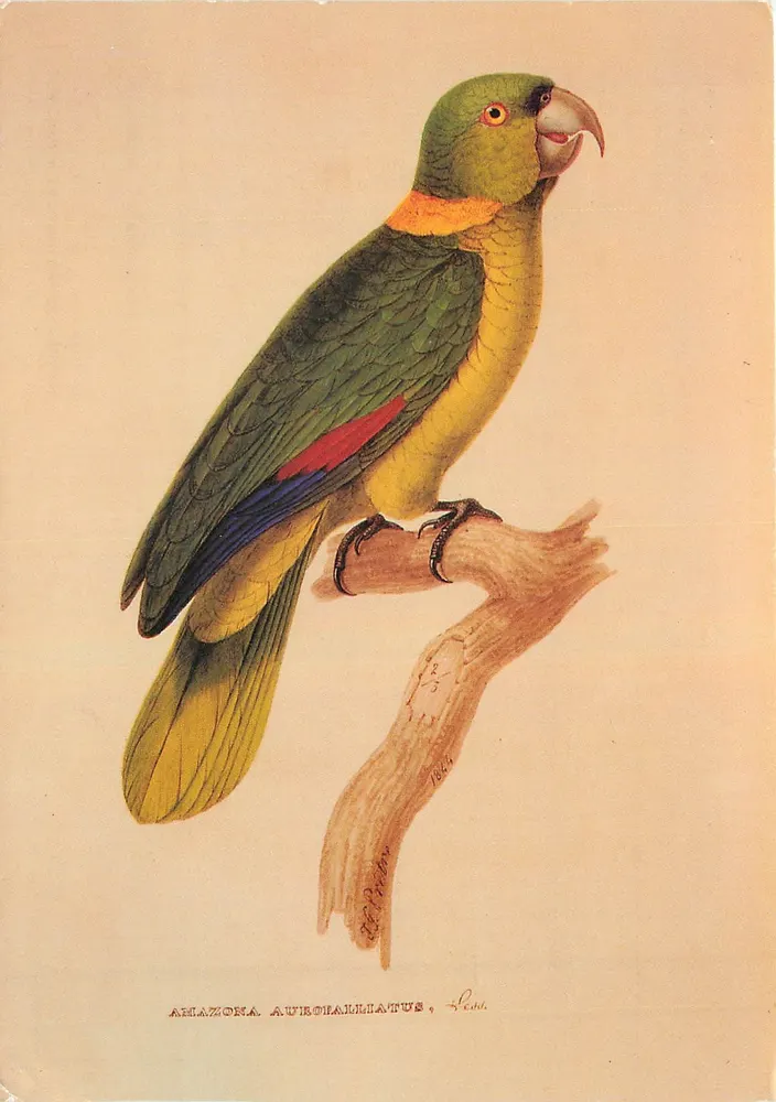 अमेज़ॉना ऑउरोपैलिएटस — जूलॉजिकल चित्रण — आर. पी. लेसन, 1844 - आगे