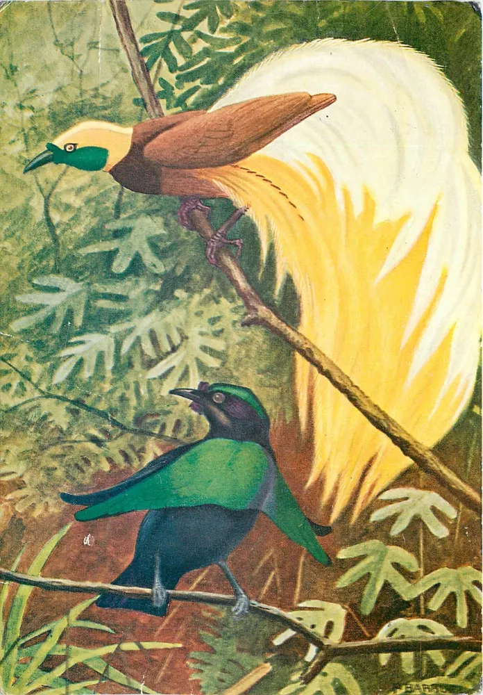 Dois pássaros exóticos — Lophorina superba e Paradisaea apoda — Edições N. Boubée - Frente