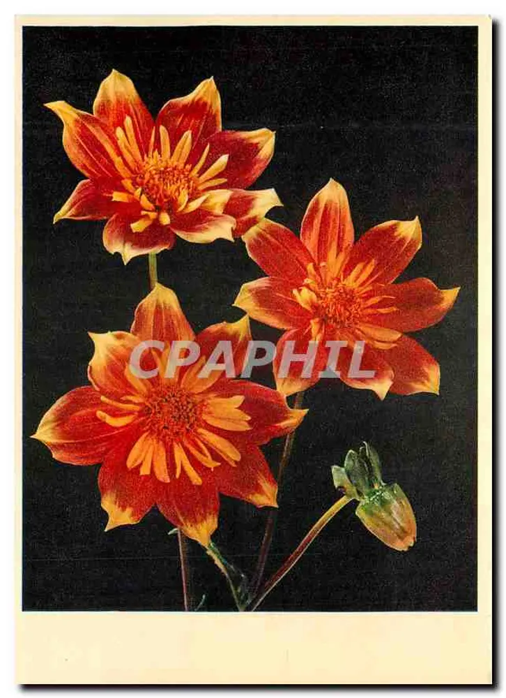 Dahlias — três flores laranja sobre fundo preto — Eikon-Verlag E. Joral, Belp, n° 605 - Frente