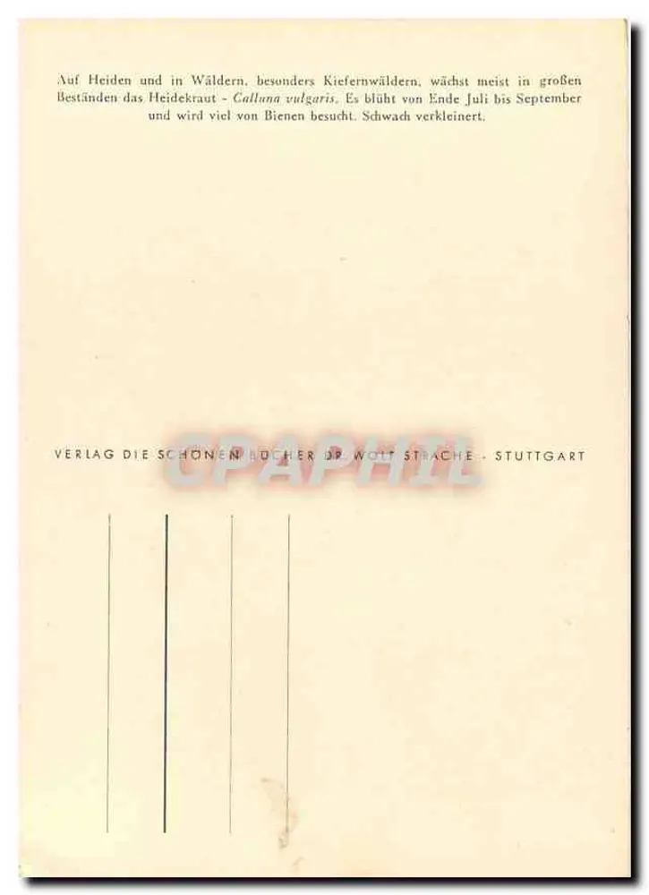 Heidekraut — Calluna vulgaris L. — Ph. Gommar 55 - Verso