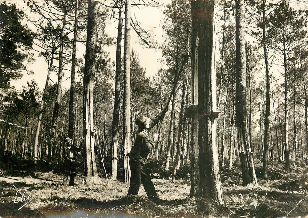 Deux hommes en forêt de pins — scène de travail forestier — éditeur Elsé, n° 1012 - Frente