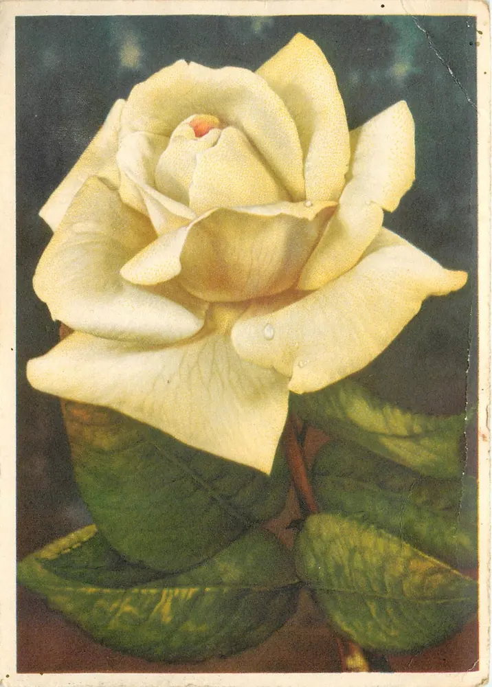 Rose blanche — fleur en gros plan — éditeur non visible - Frente
