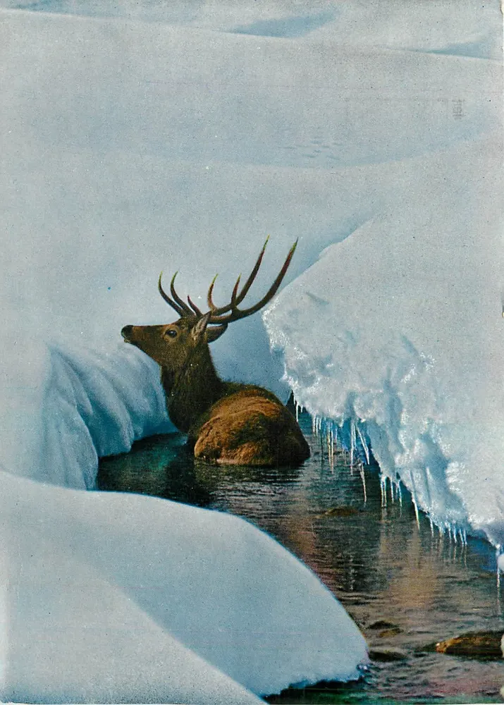 Cervus elaphus L. — Cerf macho no inverno em um curso d'água gelado — Fabriato D. Fuuruglein, n° 53 - Frente