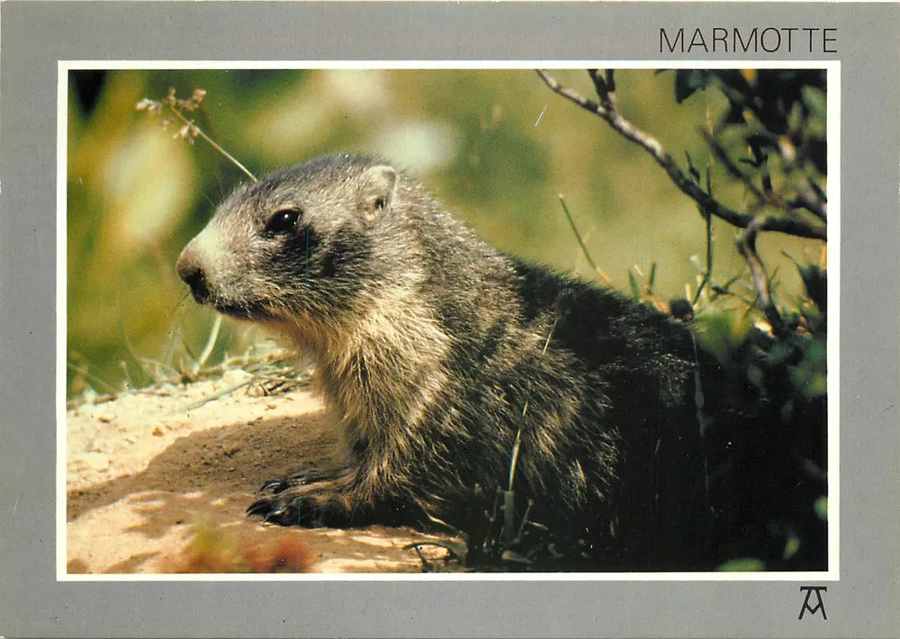 Marmota — em repouso — Edições ARTPYR, n° LM 1339 - Frente