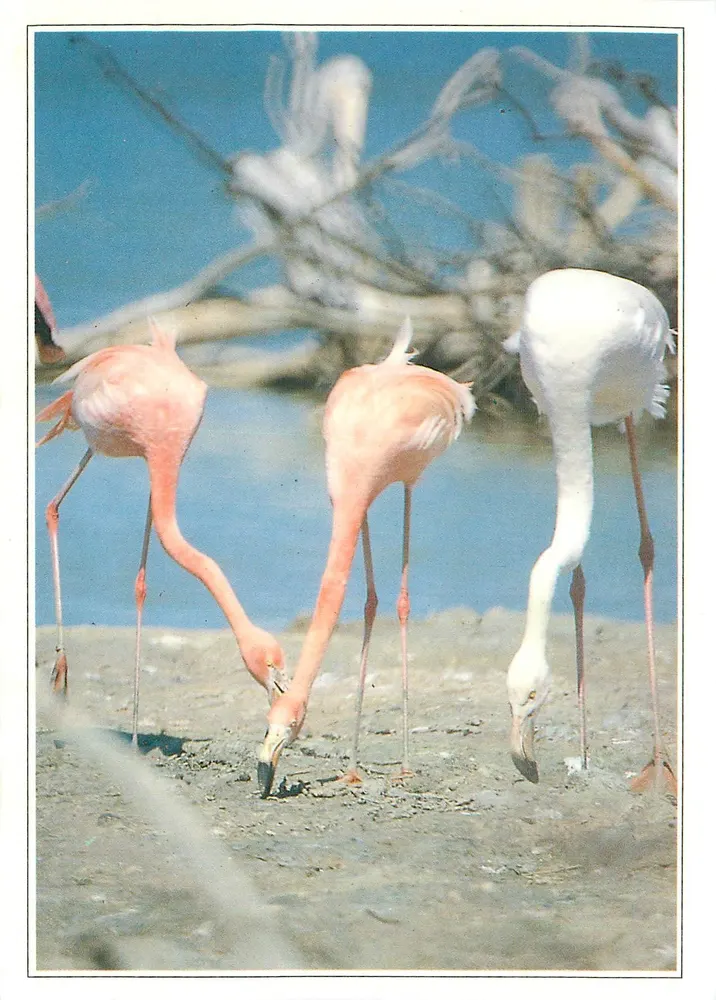 De Rosa Flamingo's — Camargue — Éditions de la Palette - Voorkant