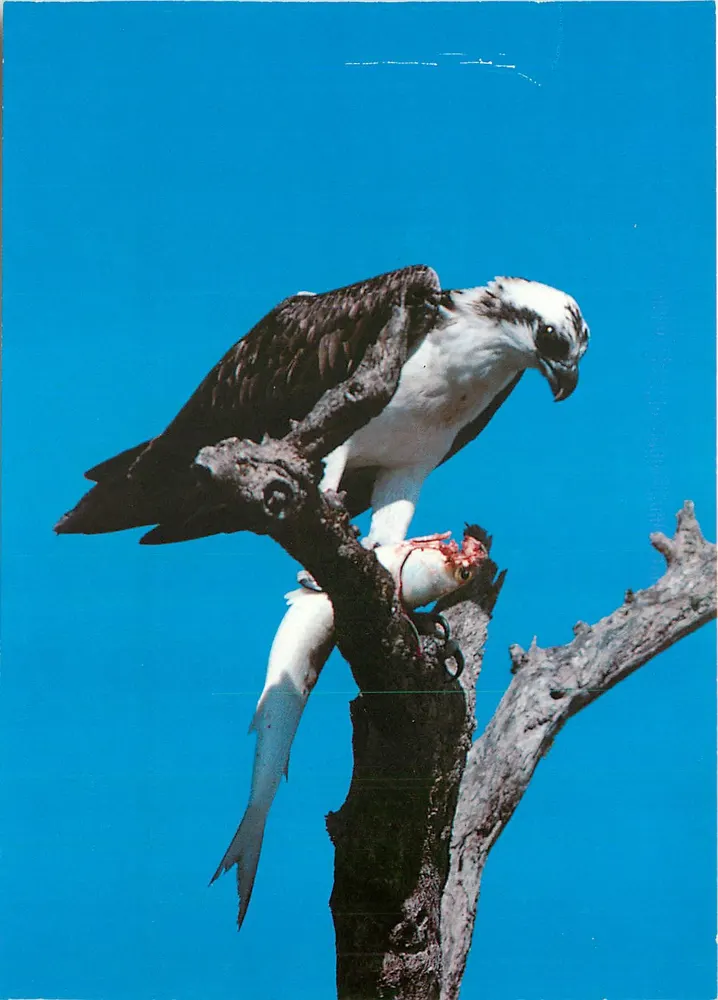 매운 새와 먹이 — 낚시새 (Pandion haliaetus) — Vering Schöning & Co. n° 310 310 0 - 앞면