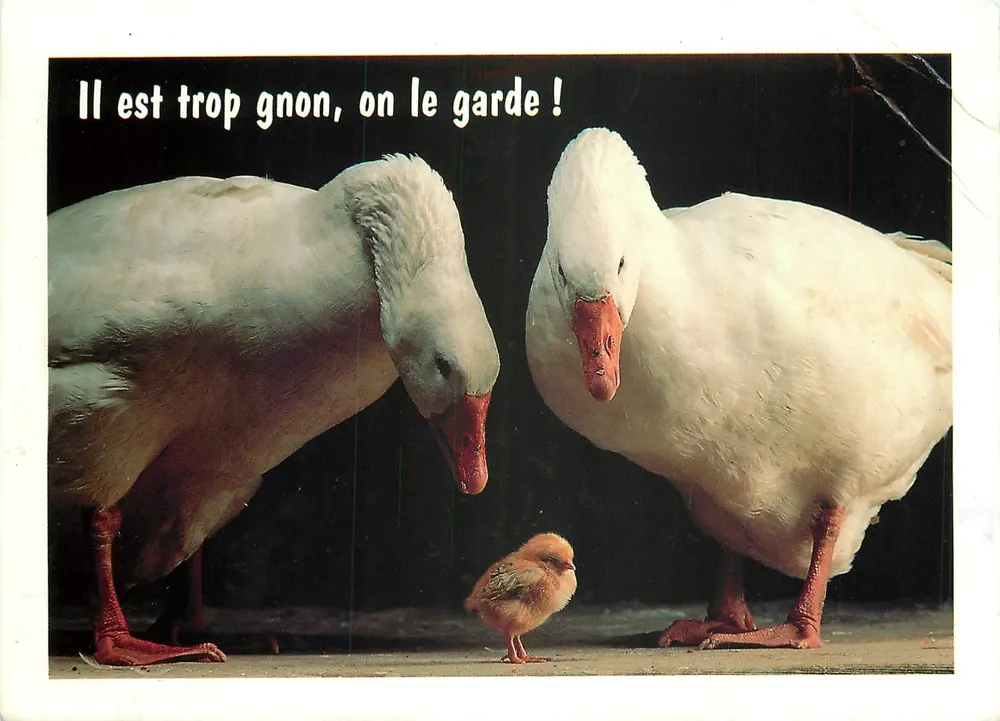 Dois patos e um pintinho — texto humorístico — Éditions AGEP Marselha, n° 45 186 062 - Frente