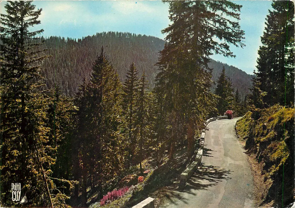 La Grande Forêt de Turini — Alpes-Maritimes — Editions Photoguy - Recto