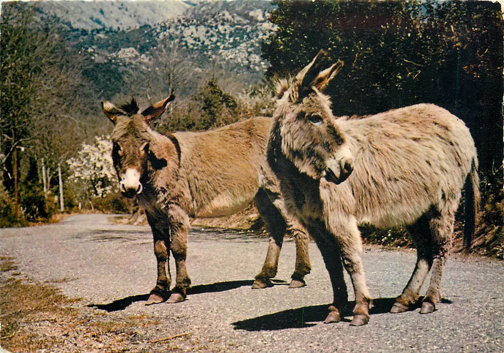 Deux ânes — sur route de montagne — Éditions « La Cigogne » - Voorkant
