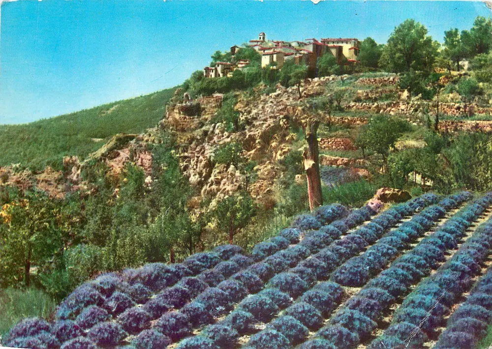 Lavanda y flor — Cultivo de lavanda — Ediciones GILLETIA - Anverso
