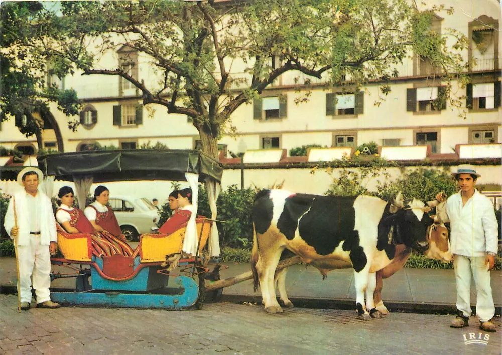 Funchal (Madeira) — Carro de madera tirado por un buey — editor IRIS, n° MD 343 - Anverso