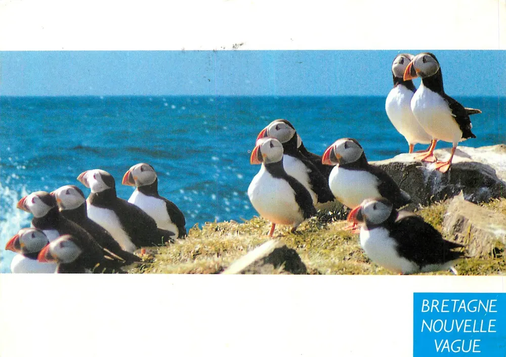 Pinguins — Bretagne Nova Onda — Edições de Arte J'ai - Frente