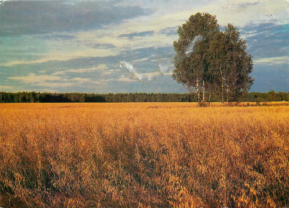 Paisagem — campo de outono com bétula — Editor «Планета» - Frente