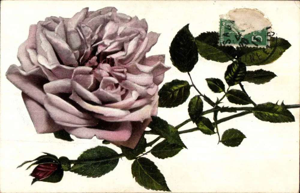 Rose — colored illustration — series 2152 - Front