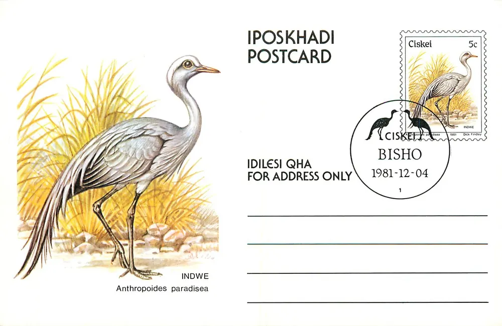 Indwé (Anthropoides paradisea) — Ciskei — Iposkhadi Karta pocztowa n°1 - Awers