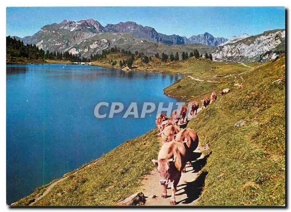 Engstlenalp, Jochpass — 1850 m n.p.m. — Berner Oberland — wydawca R. Würgler, Fot. Meiringen, nr F 66 - Awers