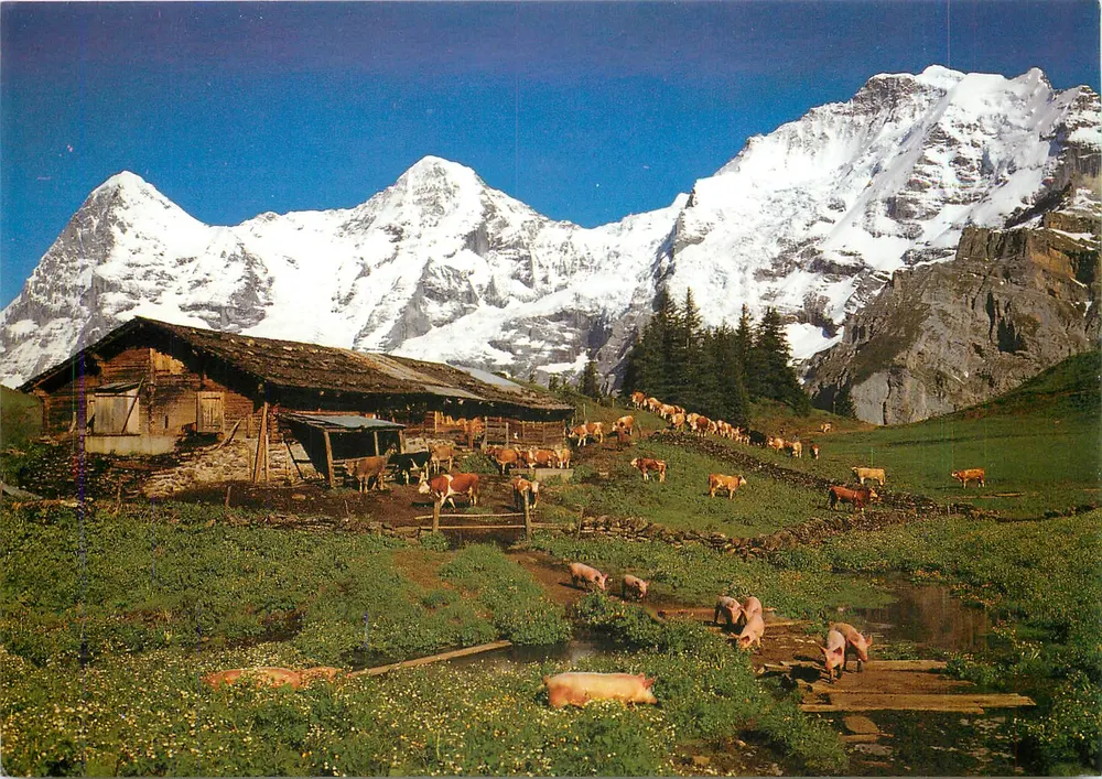 Paisagem alpina com fazenda e vacas — Mürren, Oberberghütte, Eiger, Mönch, Jungfrau — Photoglob premium line - Frente
