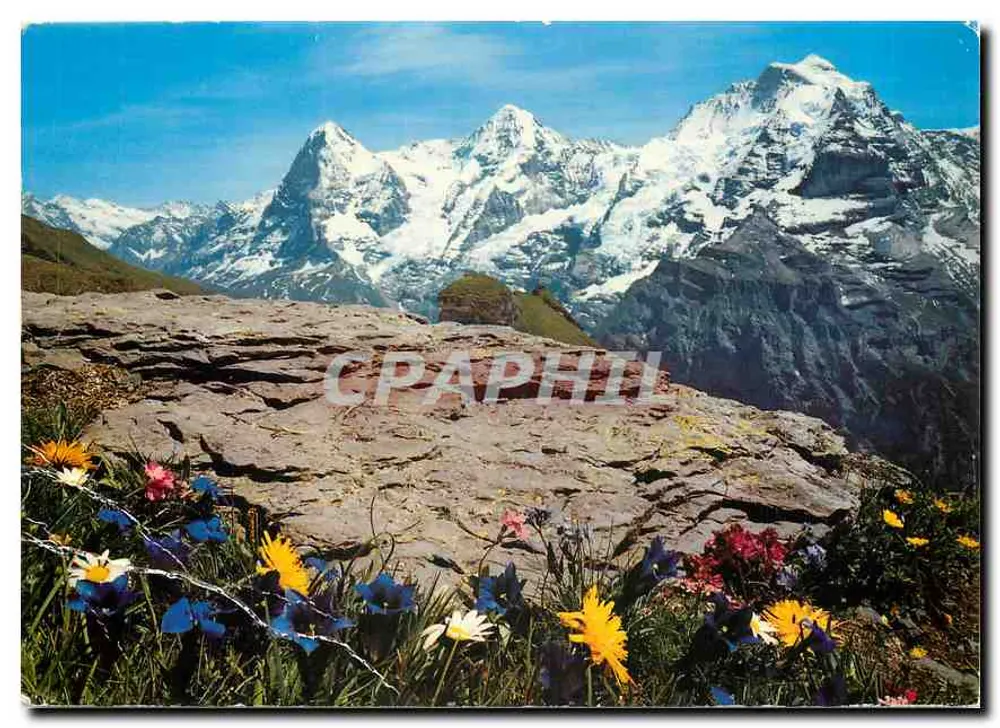 एल्बे और जुंगफ़्रू शिखर - पैनोरमा दृश्य - संख्या 4861 - आगे
