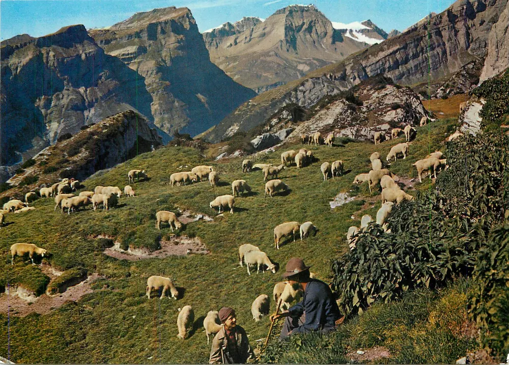 Schafherden auf den Alpen — Reproduktion Nr. 777 — Photohaus Geigur, 7018 Filma-Walhhaus - Awers