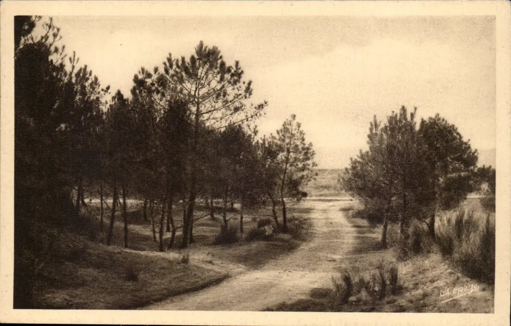 Saint-Brevin-l'Océan — Ein mit Kiefern gesäumter Weg Richtung Dünen — L. Lepage - Vorderseite