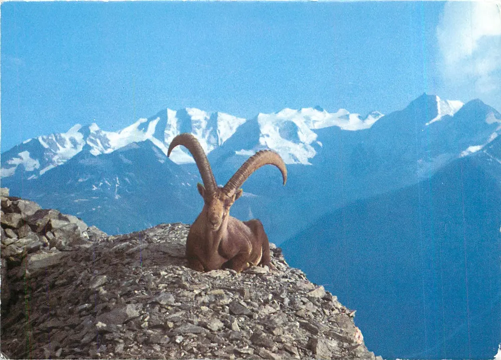 Steinbock mit Berninagruppe — Foto B 124 — Duck & Co. - Frente