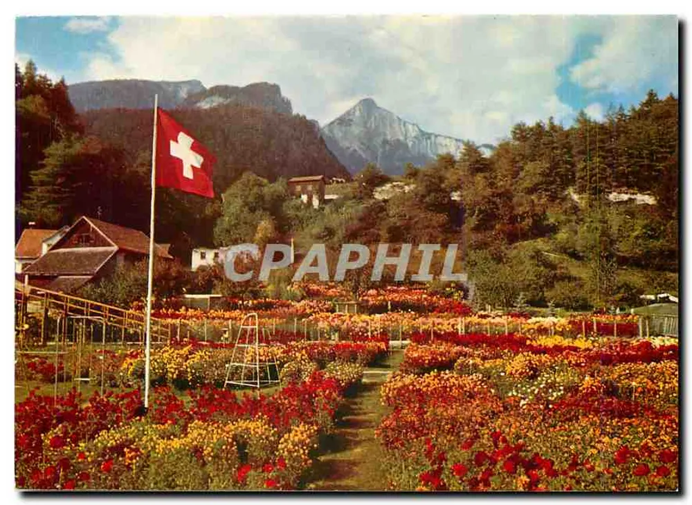 Dahlia- und Herbstblumengarten in Tamins — nahe Chur — Verlag Druck Ensadlin Pres. AG, Sumedan - Vorderseite