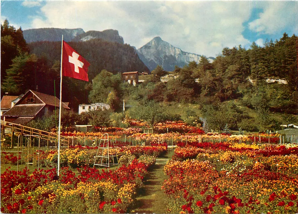 Jardin de dahlias et de fleurs d'automne à Tamins — près de Chur — éditeur Druck Engadin F. AG, Samaden - Recto