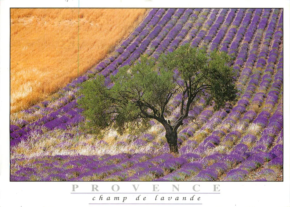 Provence — campo de lavanda — editor não visível - Frente
