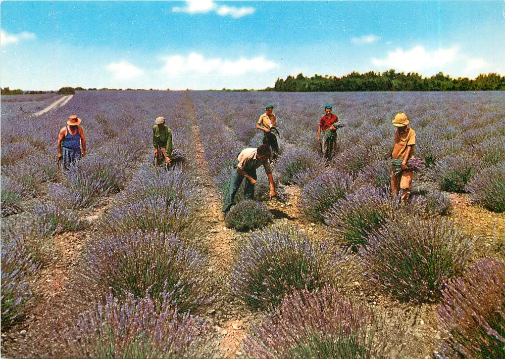 Lavendelernte — Unter dem schönen Himmel der Provence — Société Éditions de France, 2 rue Clapier, Marseille - Vorderseite