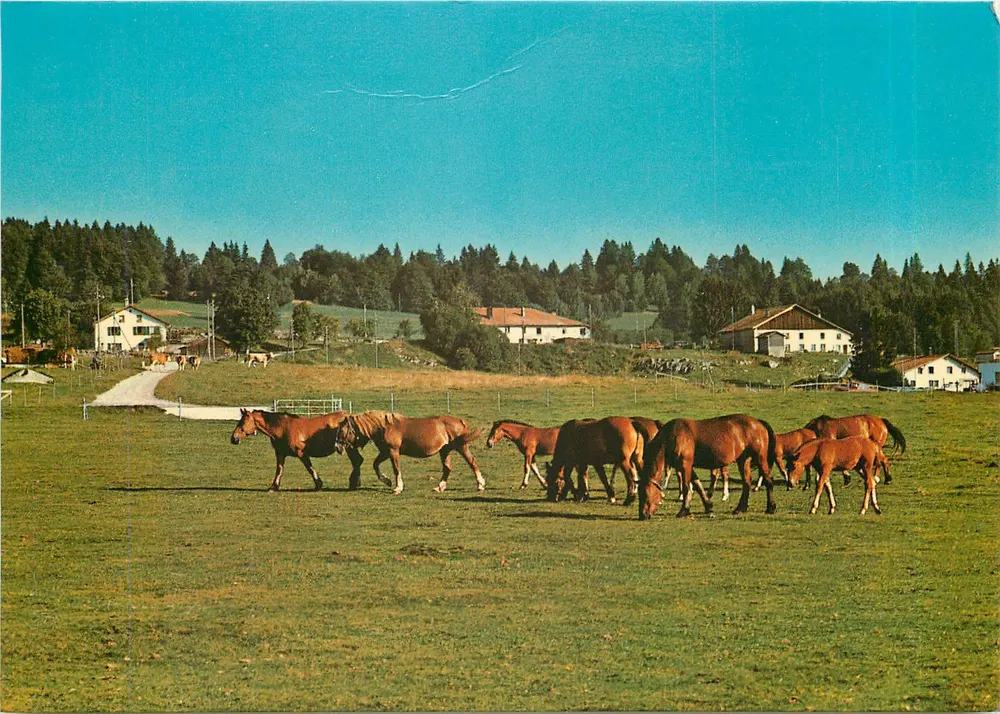 Nei pascoli delle Franchi-Montagne — Edizioni M. Jeanne Danner, n°1014 - Recto