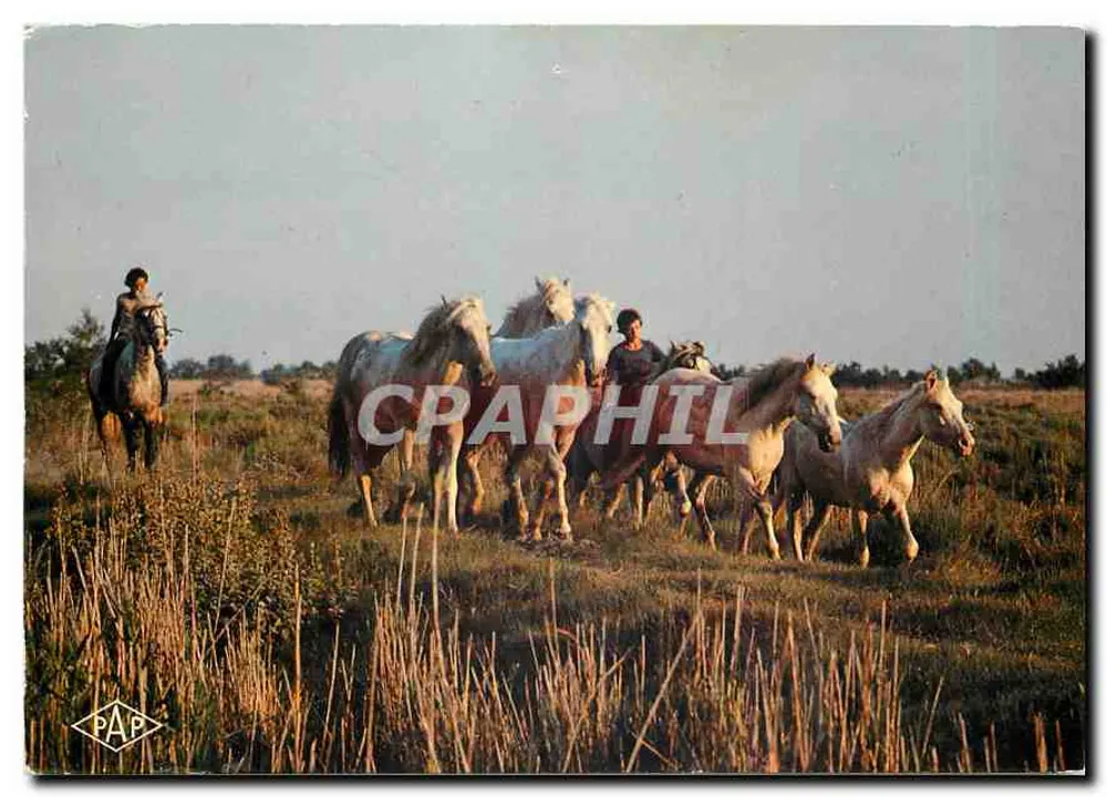 कैमार्ग — घोड़ों की मानद — पीएपी - आगे