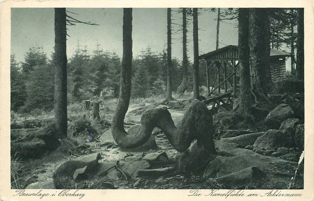 Die Kämmelfichte am Ahlhermann — Braunlage i. Oberharz — Orig.-Aufnahme u. Verlag H. Bode Nr. 102 - Frente