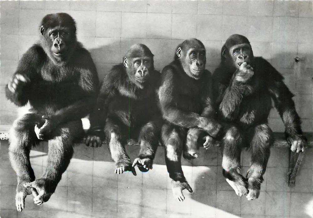 Gorillas Pápé, Jambo, Cathy und Goma — Zoologischer Garten Basel — Foto P. Steinemann - Vorderseite