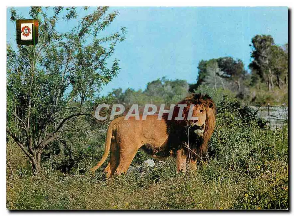 Lion — parc safari — Rio Leon Safari Park, Albíñana, Espagne - Recto